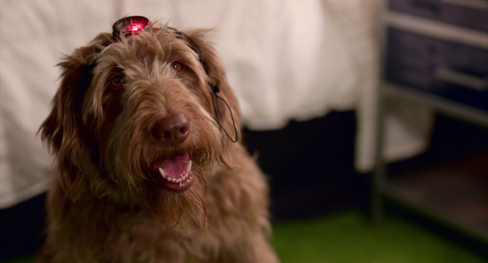 Think Like a Dog screenshot 1