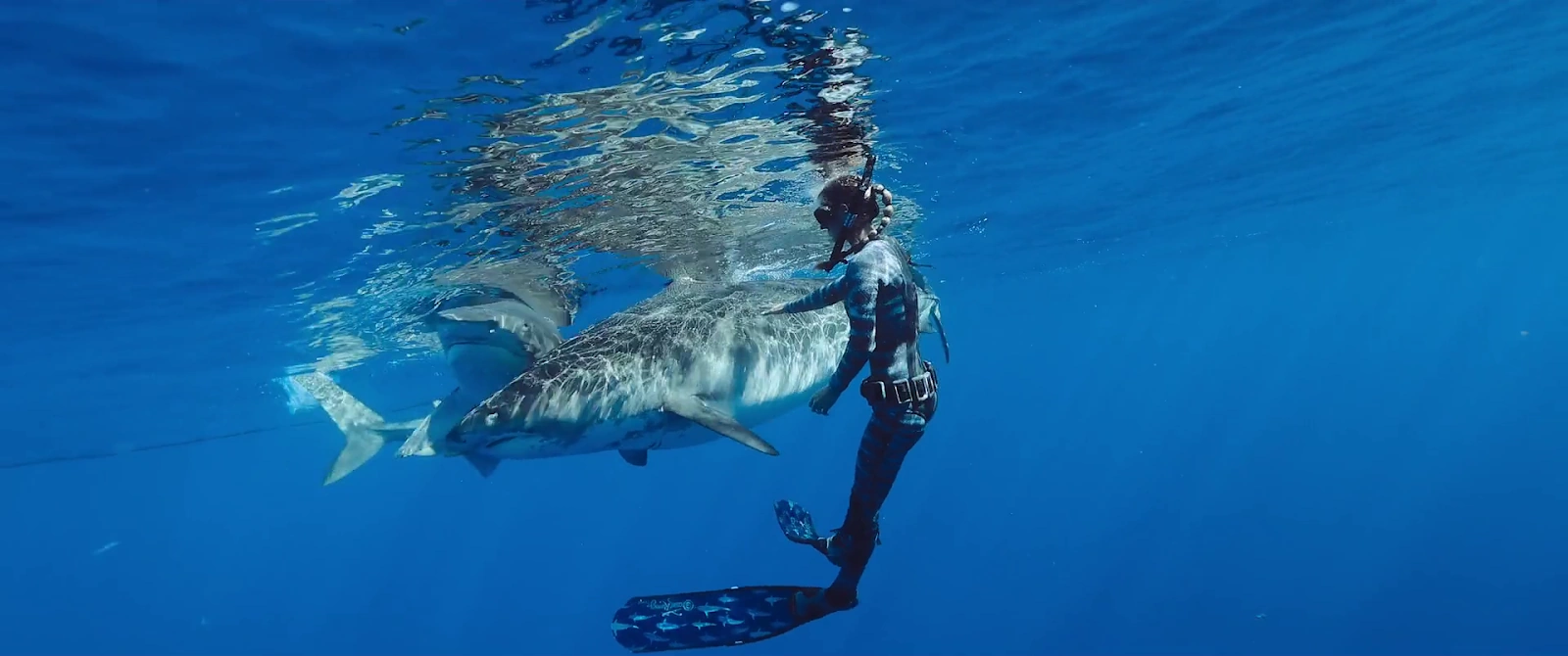 Shark Whisperer screenshot 3