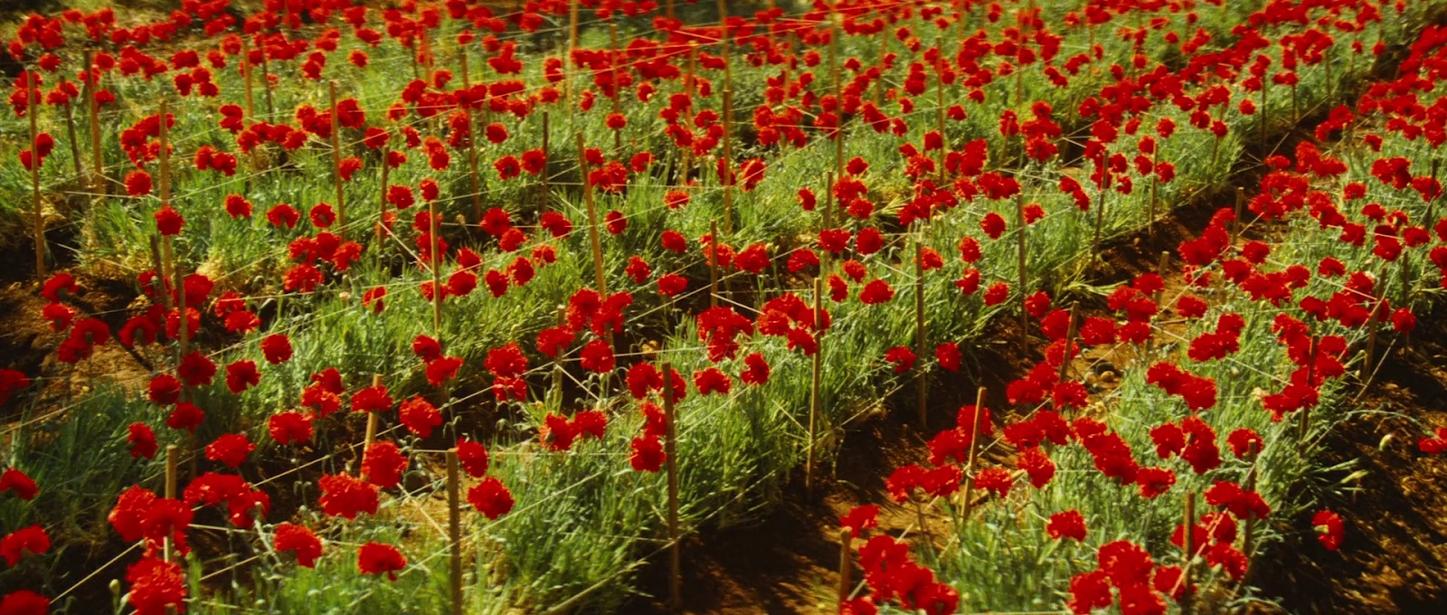 Jean de Florette screenshot 5