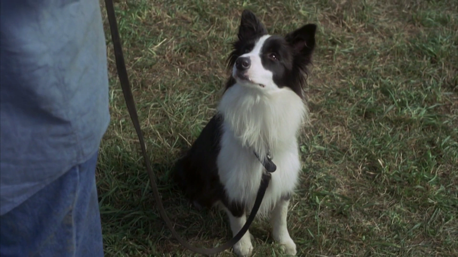 A Dog Year screenshot 2