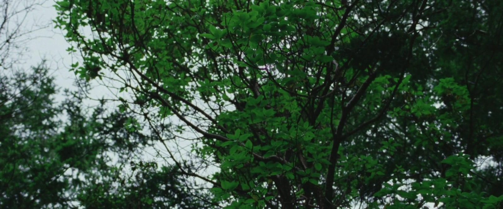 Seagrass screenshot 4