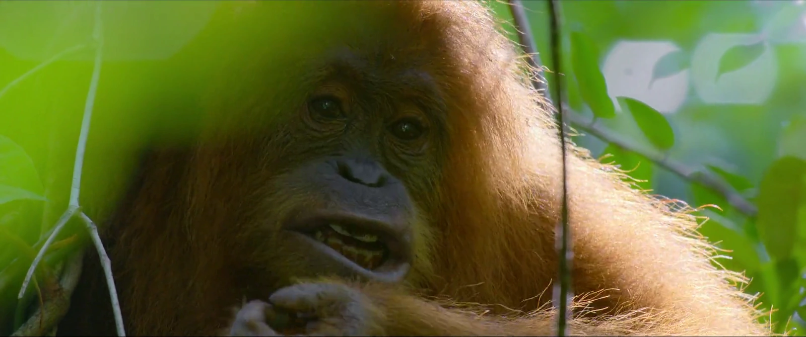 Secret Lives of Orangutans screenshot 2