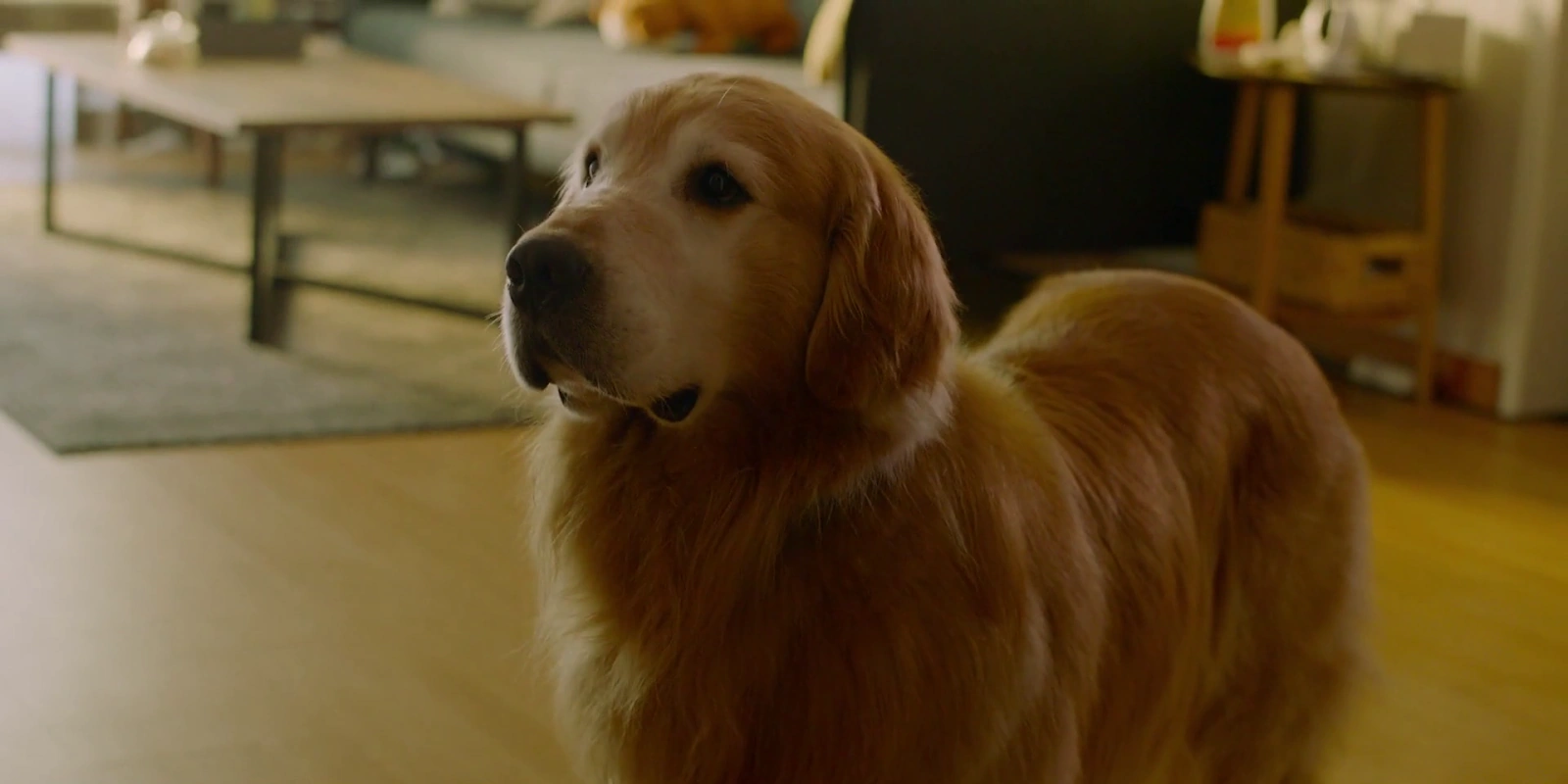 My Heart Puppy screenshot 5