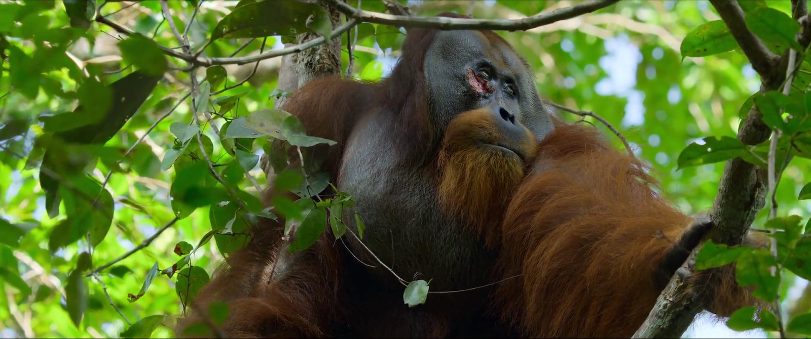 Secret Lives of Orangutans screenshot 1