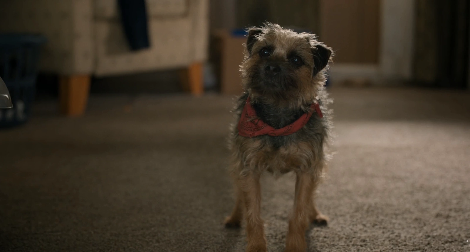 Strays screenshot 3