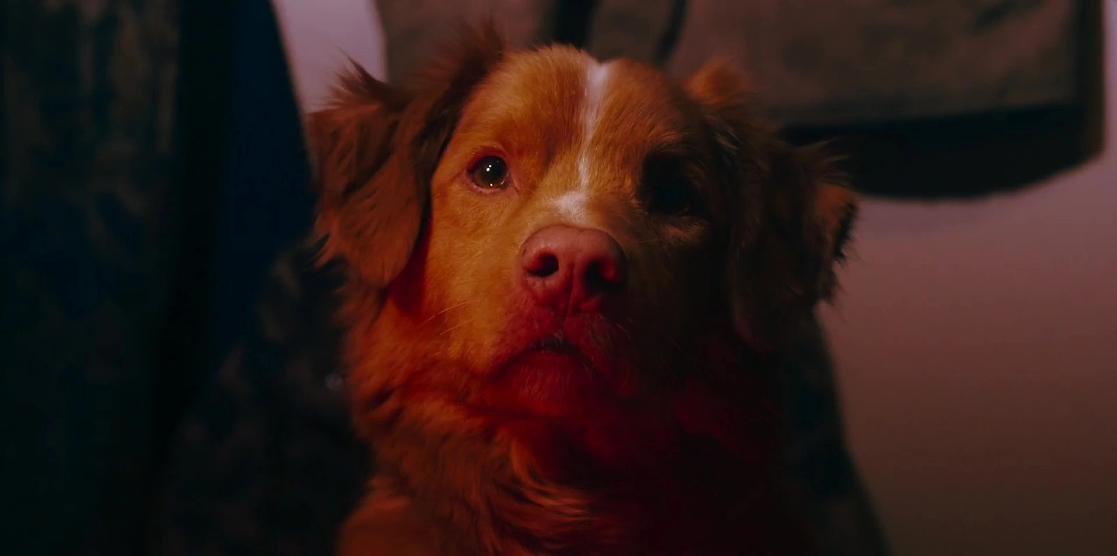 Good Boy screenshot 3