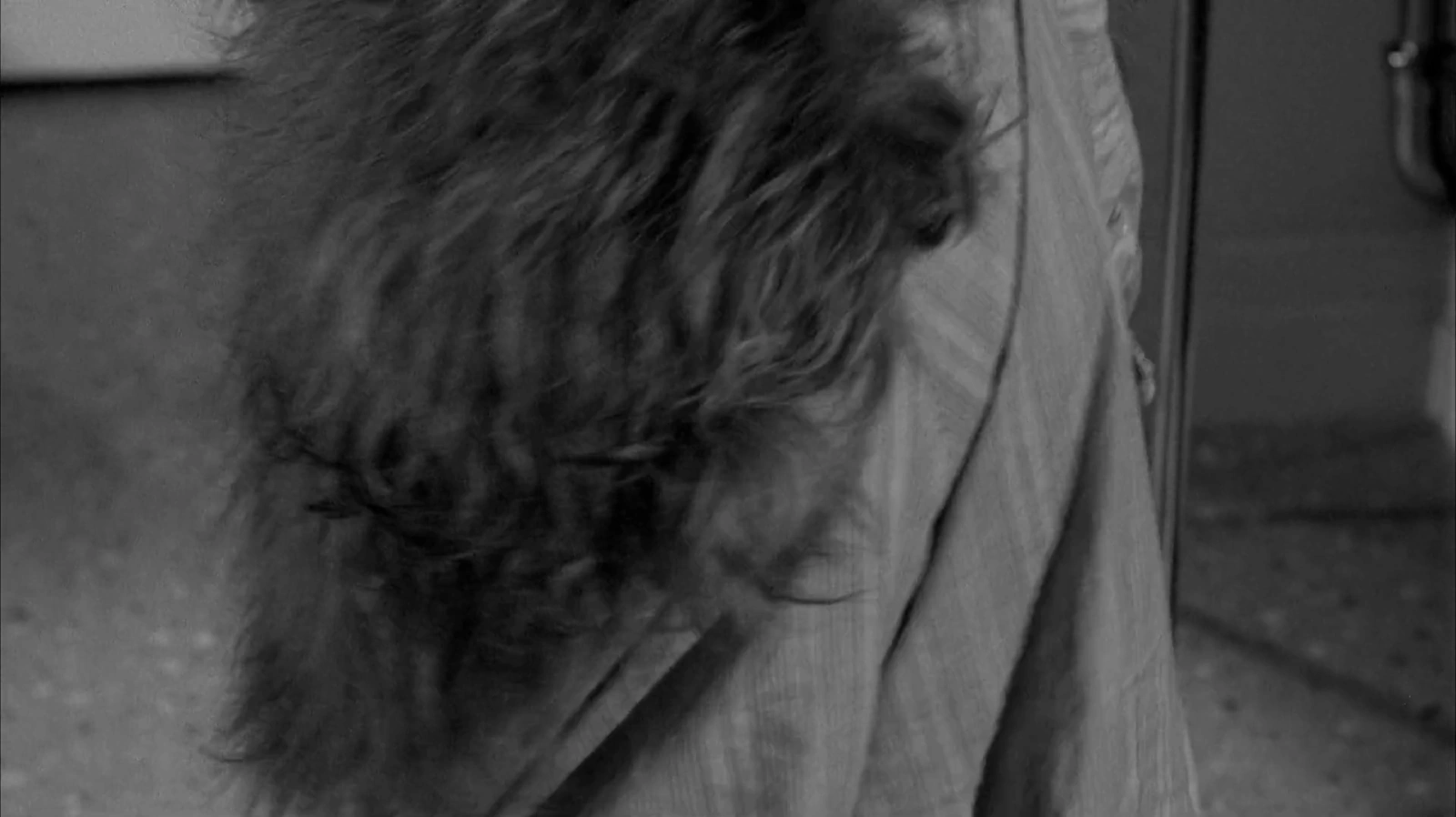 The Shaggy Dog screenshot 3