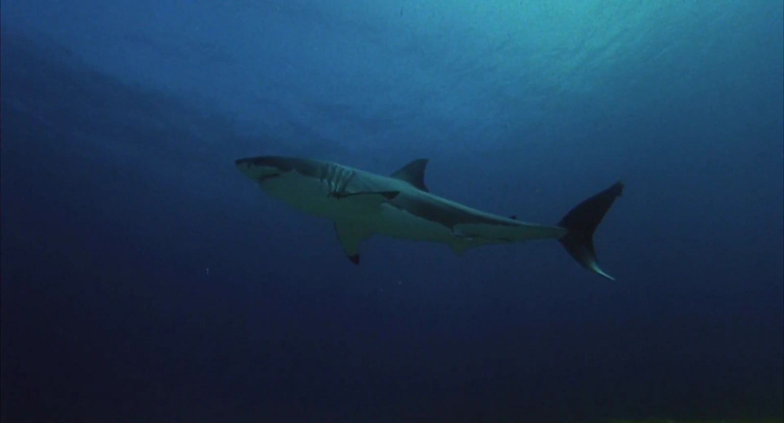 Shark Attack screenshot 4