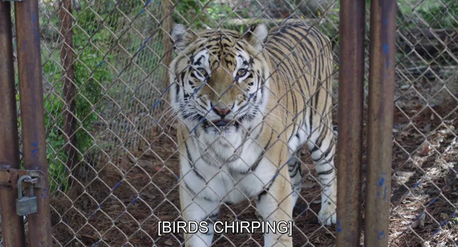 The Tiger Rising screenshot 4