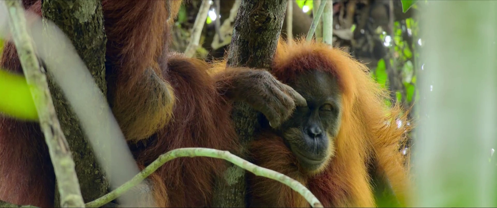 Secret Lives of Orangutans screenshot 3