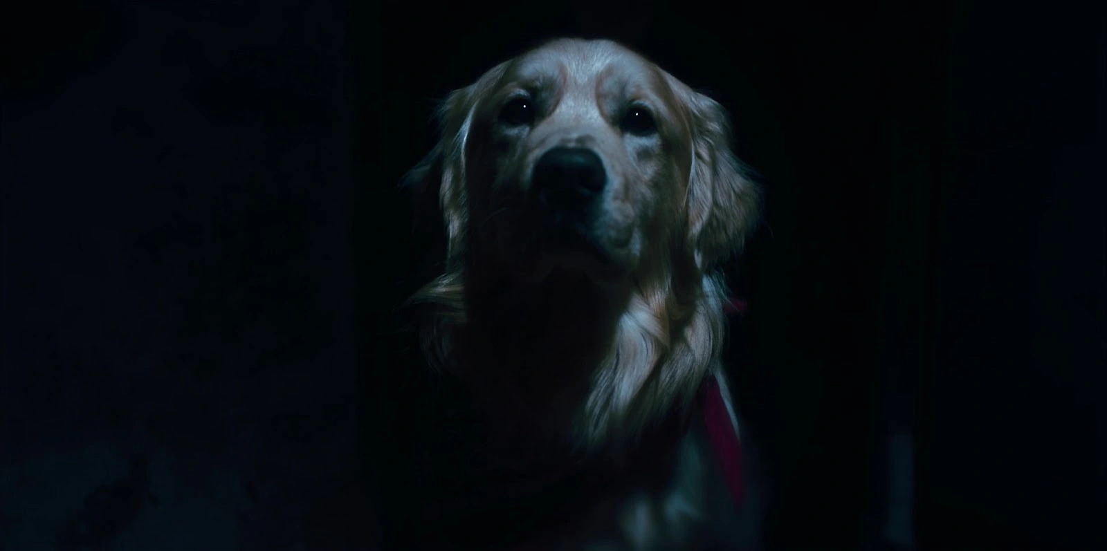 Good Boy screenshot 2