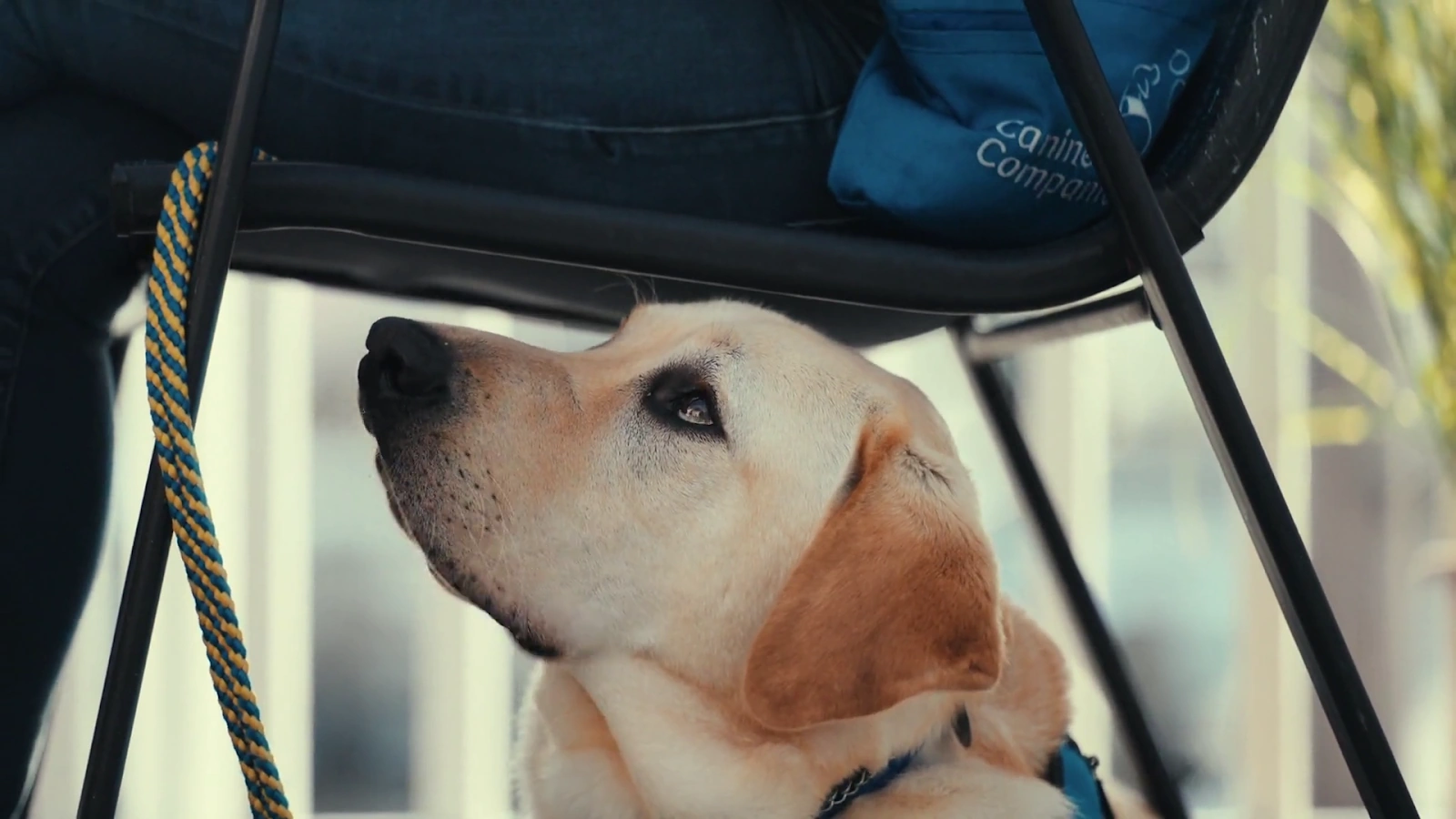 Inside the Mind of a Dog screenshot 3