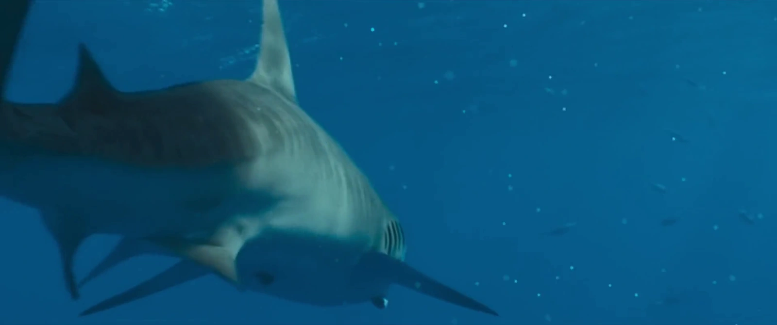 Shark Whisperer screenshot 5