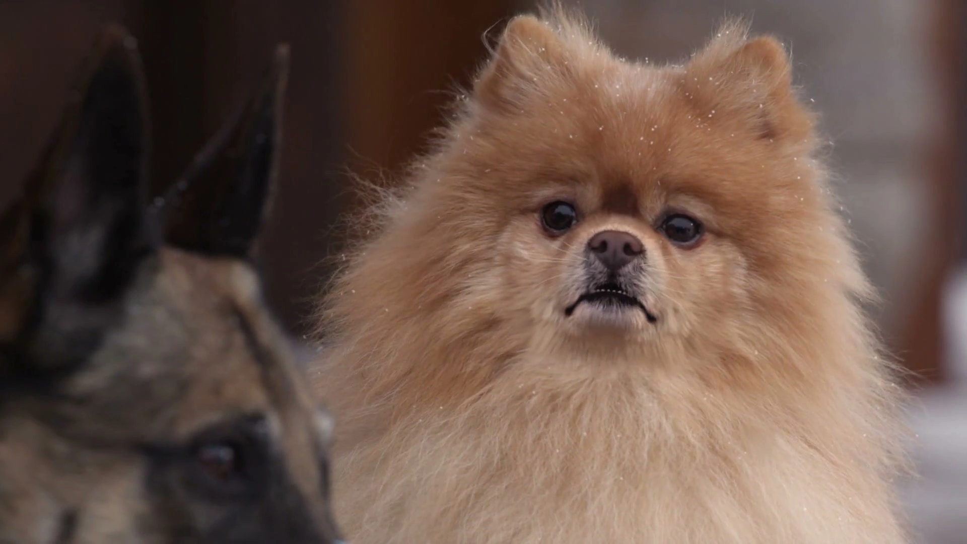 Step Dogs screenshot 4