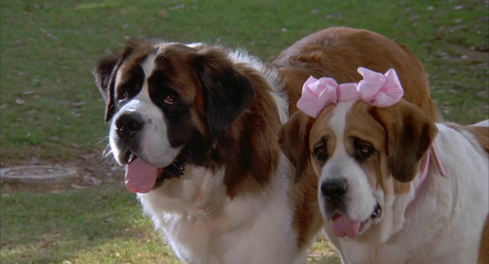 Beethoven's 2nd screenshot 1