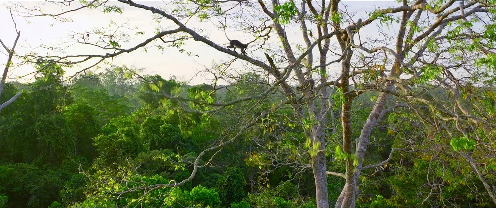 Secret Lives of Orangutans screenshot 5