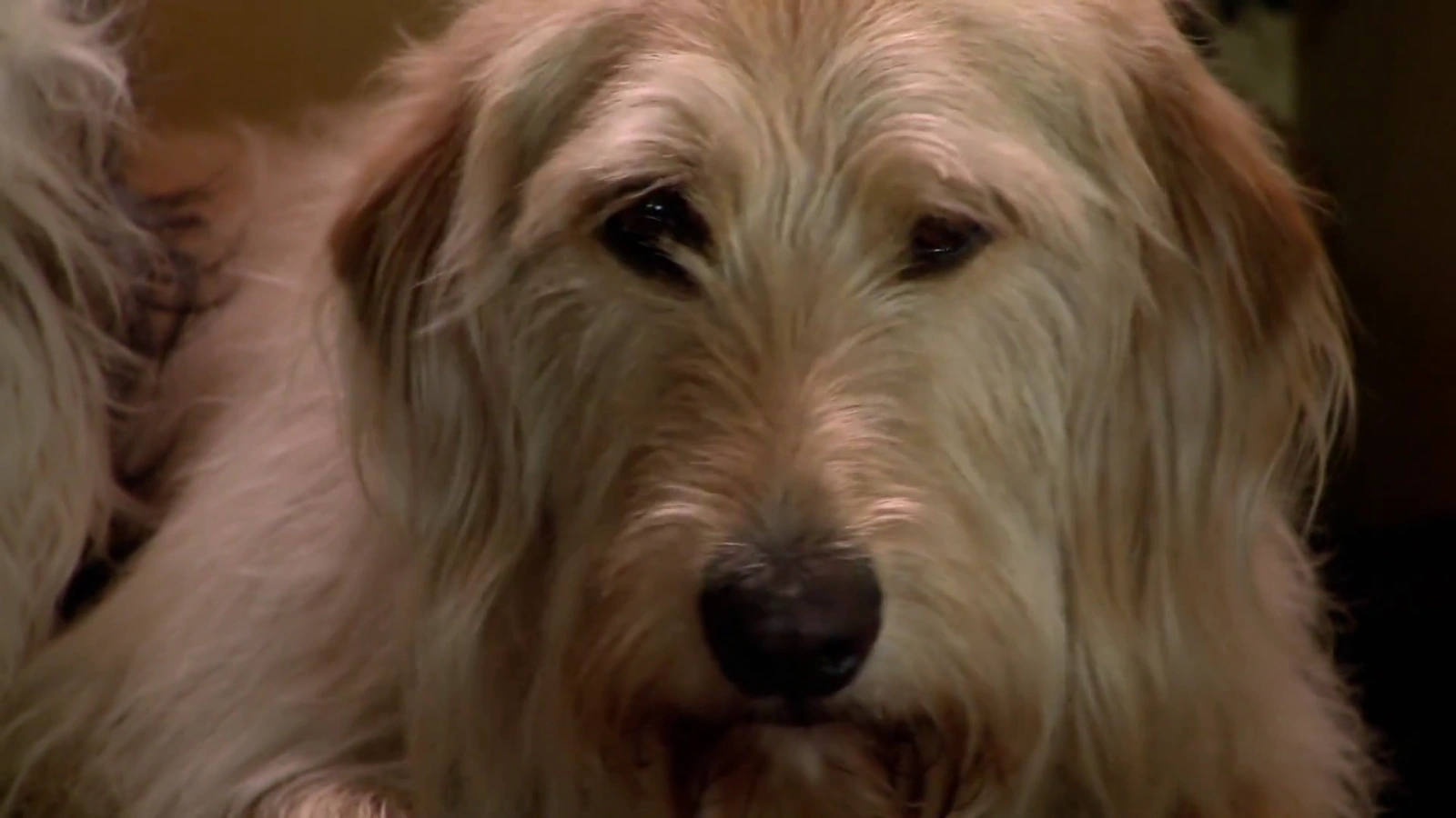 Lucky Dog screenshot 3