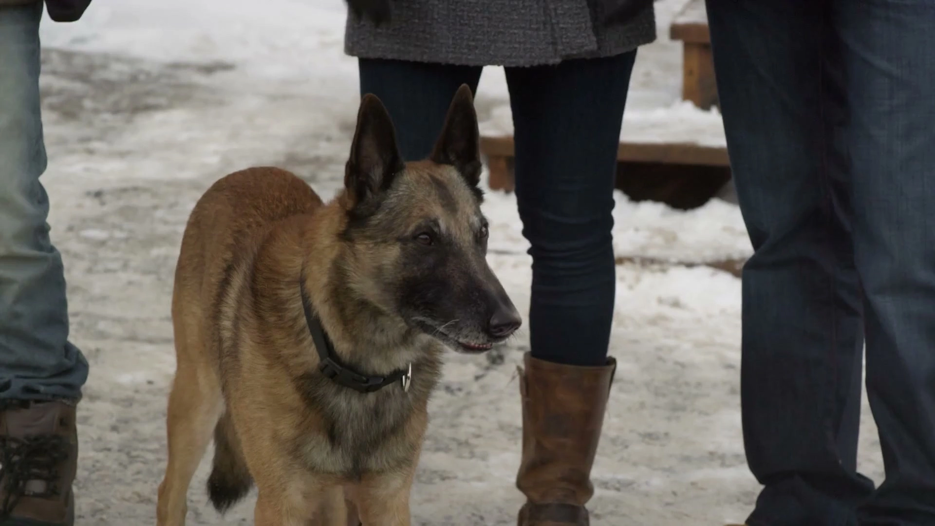 Step Dogs screenshot 3
