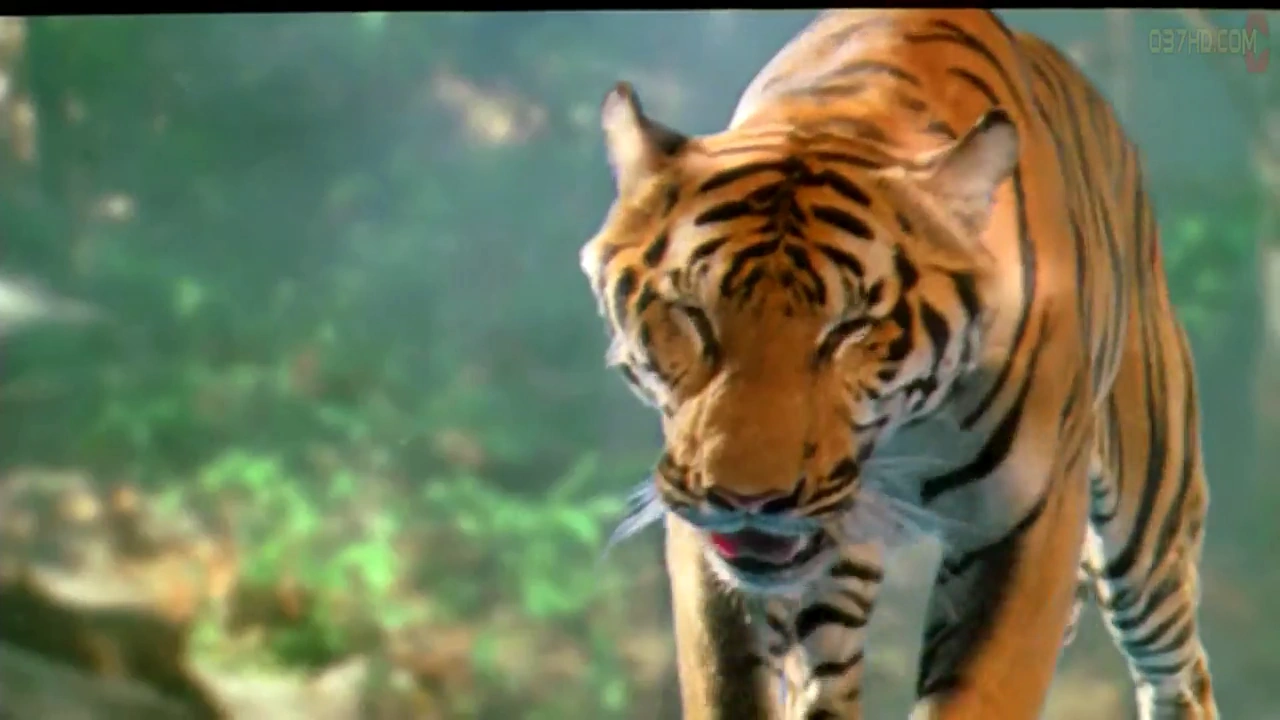 Tigress of King River screenshot 5