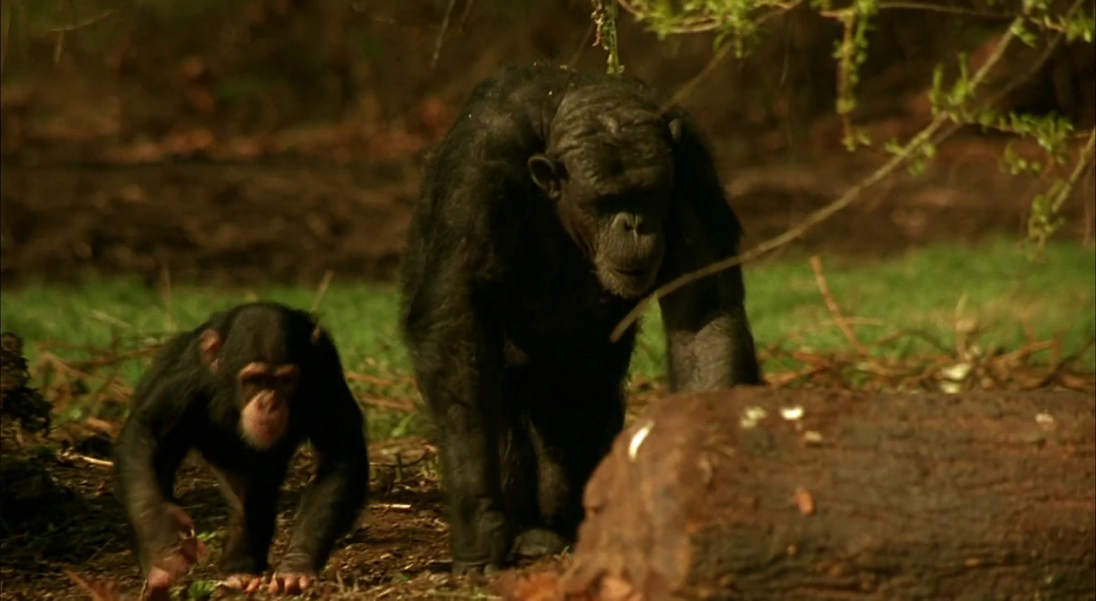 MXP: Most Xtreme Primate screenshot 4