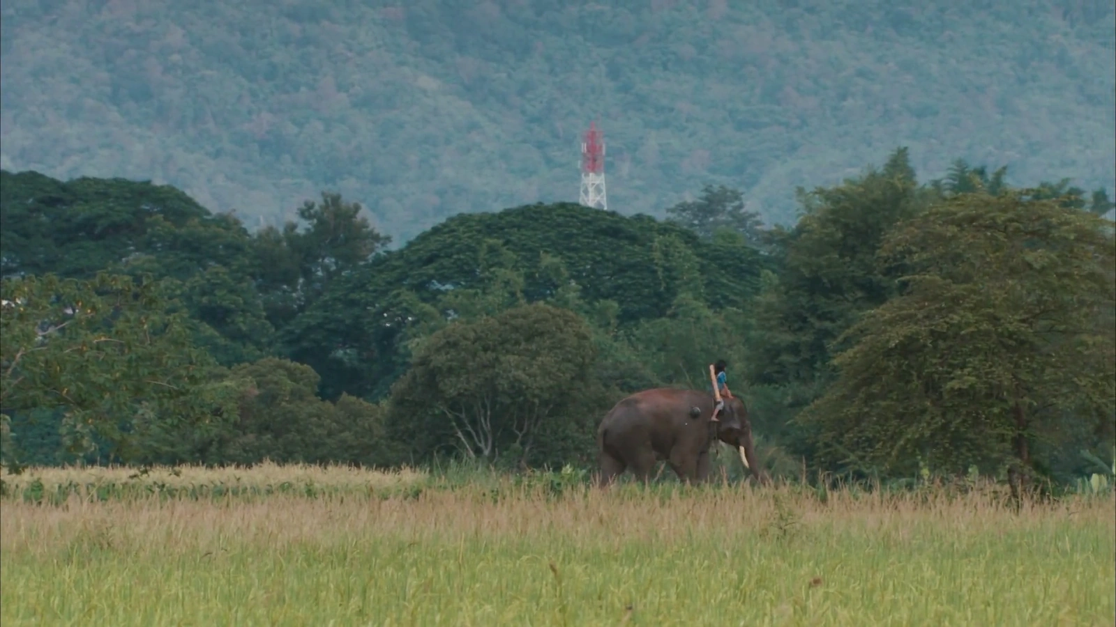 My Lucky Elephant screenshot 5