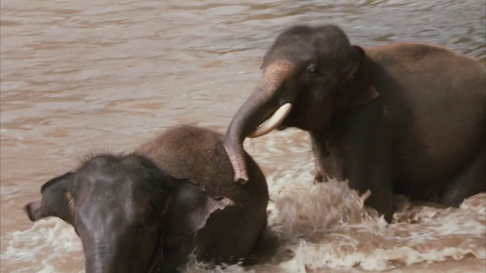 My Lucky Elephant screenshot 3