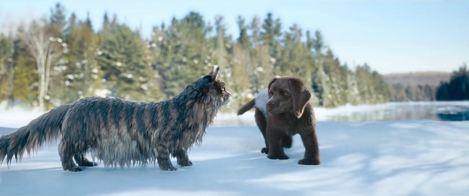Cat and Dog screenshot 4