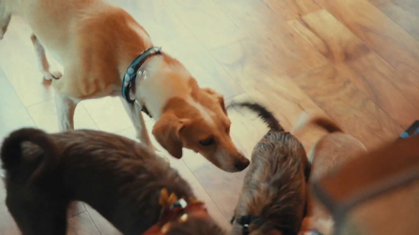 Inside the Mind of a Dog screenshot 5