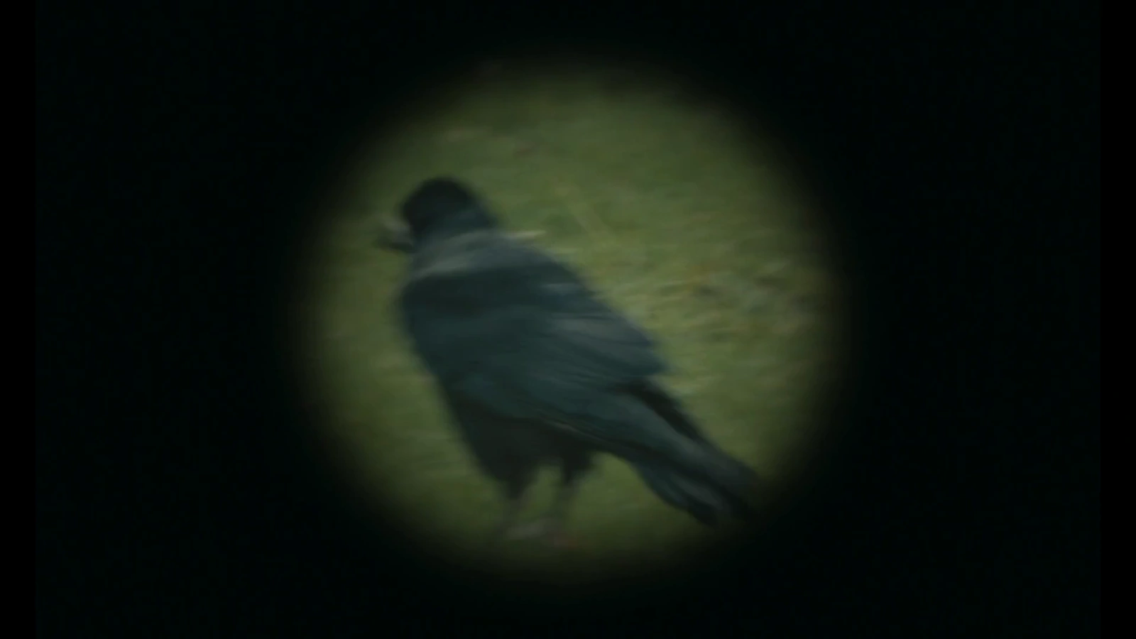 H Is for Hawk screenshot 2