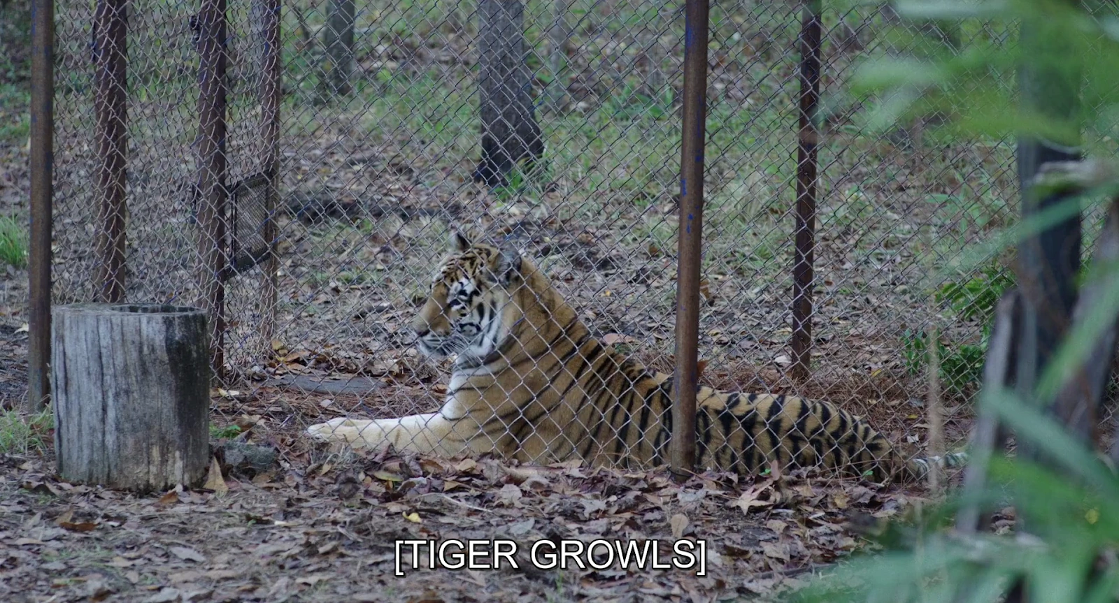 The Tiger Rising screenshot 3